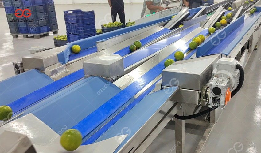 تركيب خط معالجة الفاكهة في مصر.jpg تركيب خط معالجة الفاكهة في مصر.jpg